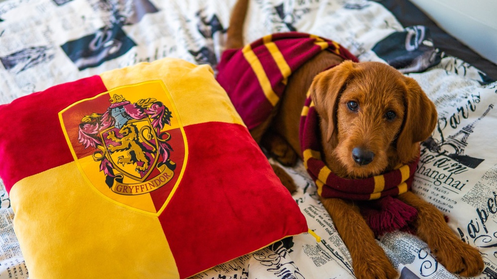 Le Avventure di Dobby: il cane magico di una fan di Harry Potter